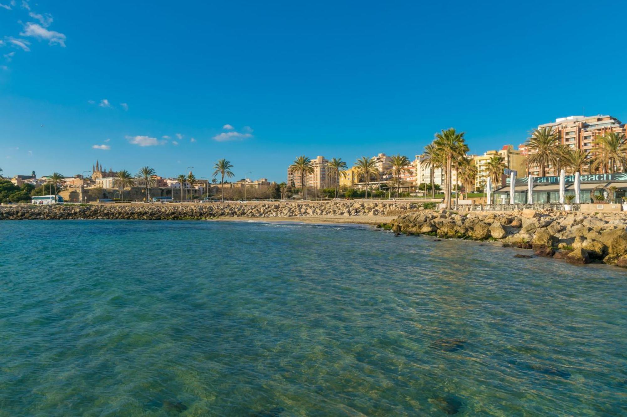 Teulera * Palma de Mallorca