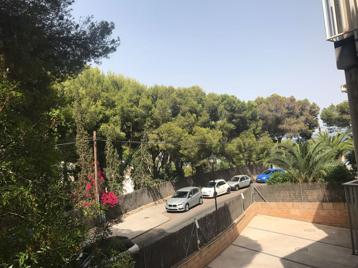 Mimosin Palma